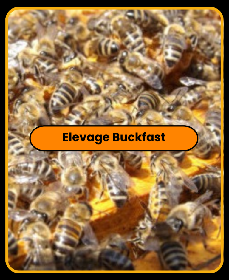 l'élevage des abeilles en bienveillance.